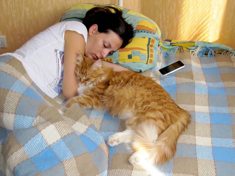 Продолжительность сна у кошки