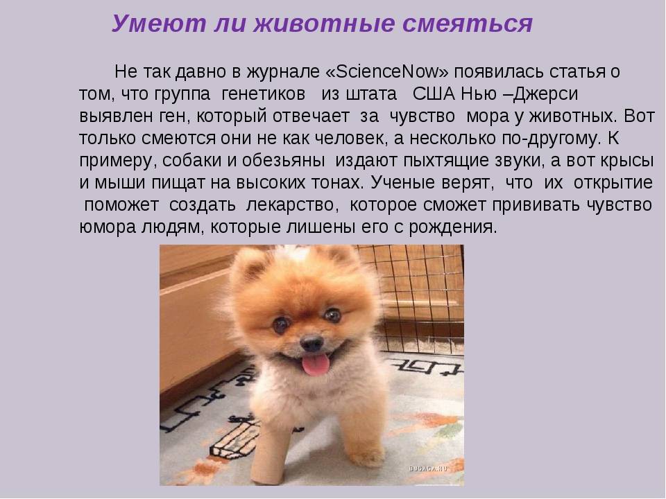 Умеют ли кошки думать на самом деле: что они мыслят про своих хозяев