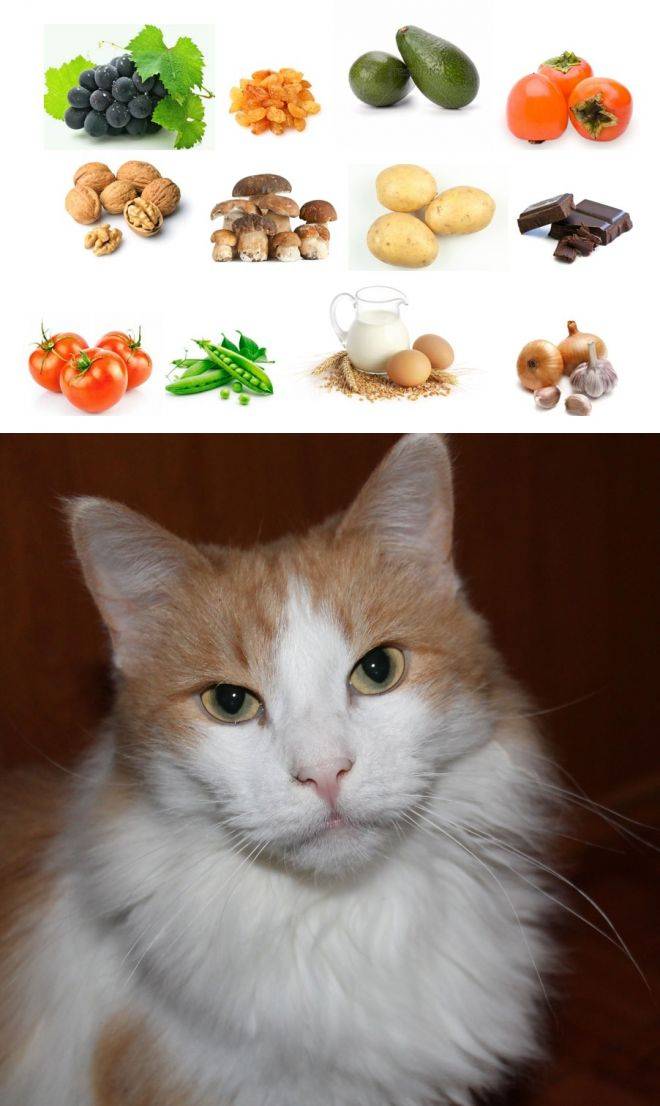 7 продуктов, которыми нельзя кормить собак и кошек - gafki.ru