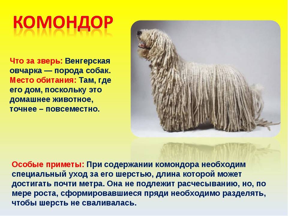 ᐉ описание породы собак комондор (венгерская овчарка) с отзывами владельцев и фото - zoogradspb.ru