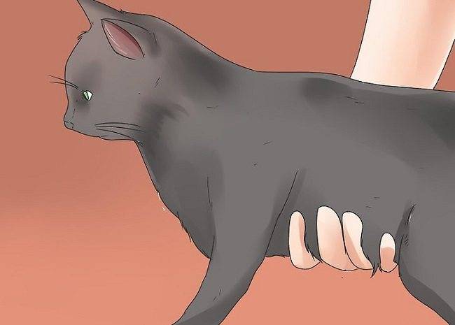 Как поймать и приручить дикого котёнка, кота или кошку