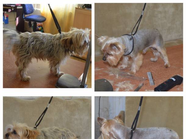 Все, что нужно знать о собачьих стрижках: причины, стрижка в салоне и дома