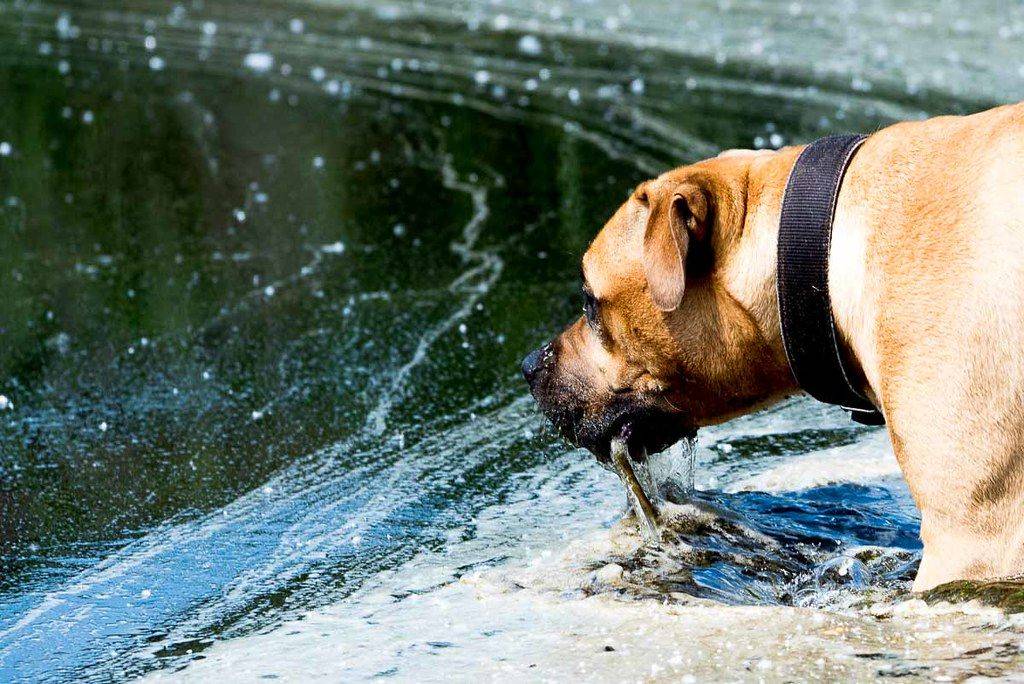 Почему собака не пьет воду? но ест или собака не пьет и не ест