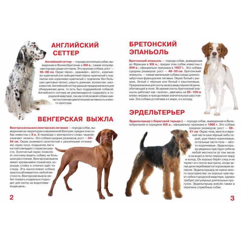 Все русские охотничьи породы собак фото — сайт эксперта по животным — howmeow