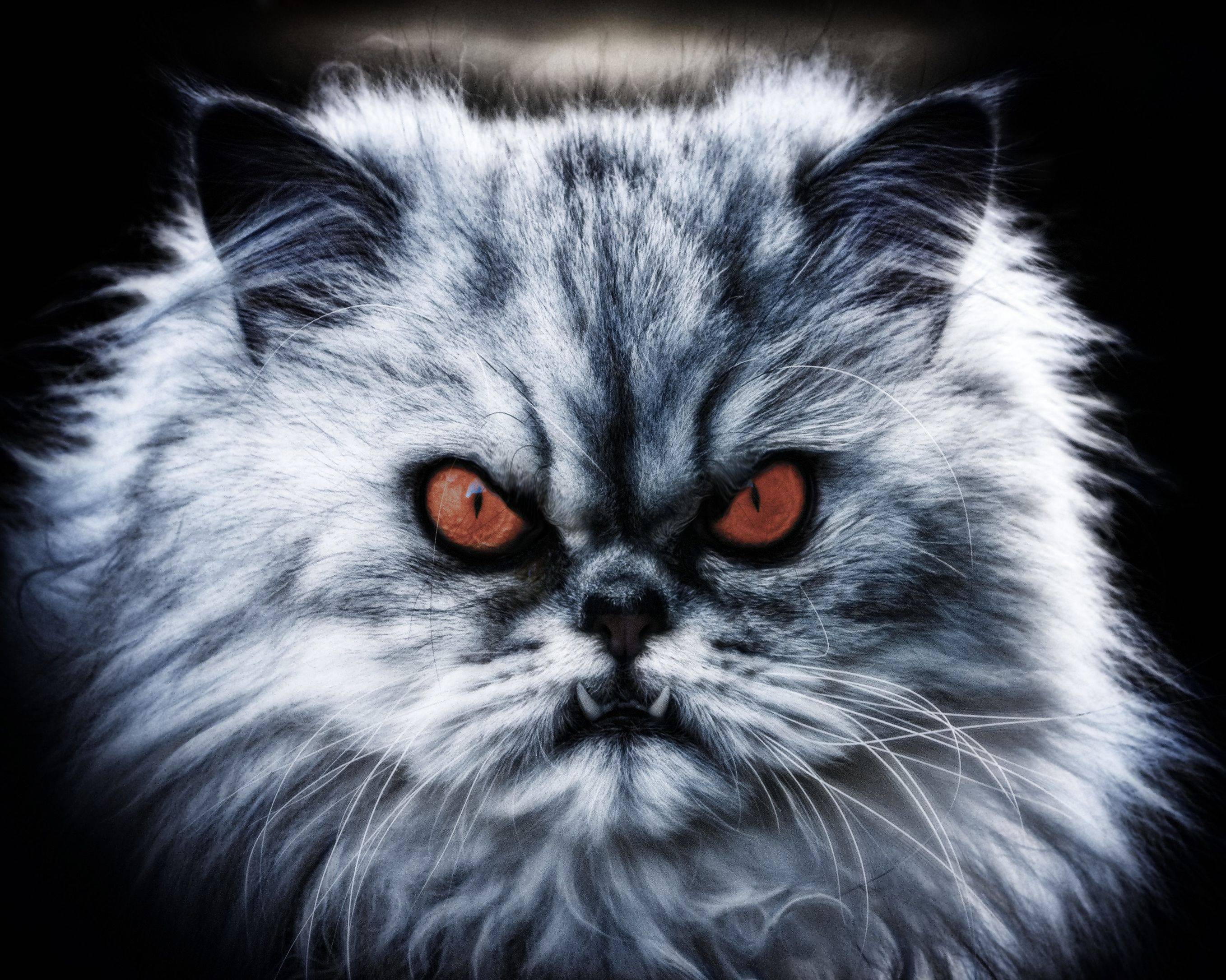 Какие кошки считаются самыми злыми: топ-10 наиболее агрессивных и злопамятных пород