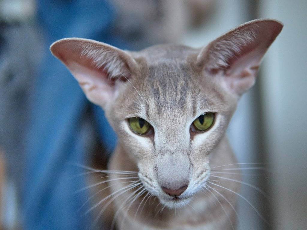 Коты грузины как называется порода. кошки всех пород с фотографиями, названиями и особенностями характера