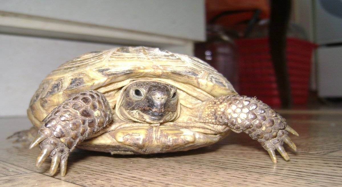 Среднеазиатская черепаха — содержание, уход