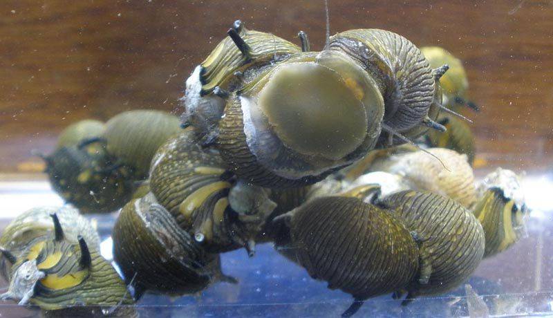 Улитки неретины — обитатели аквариума