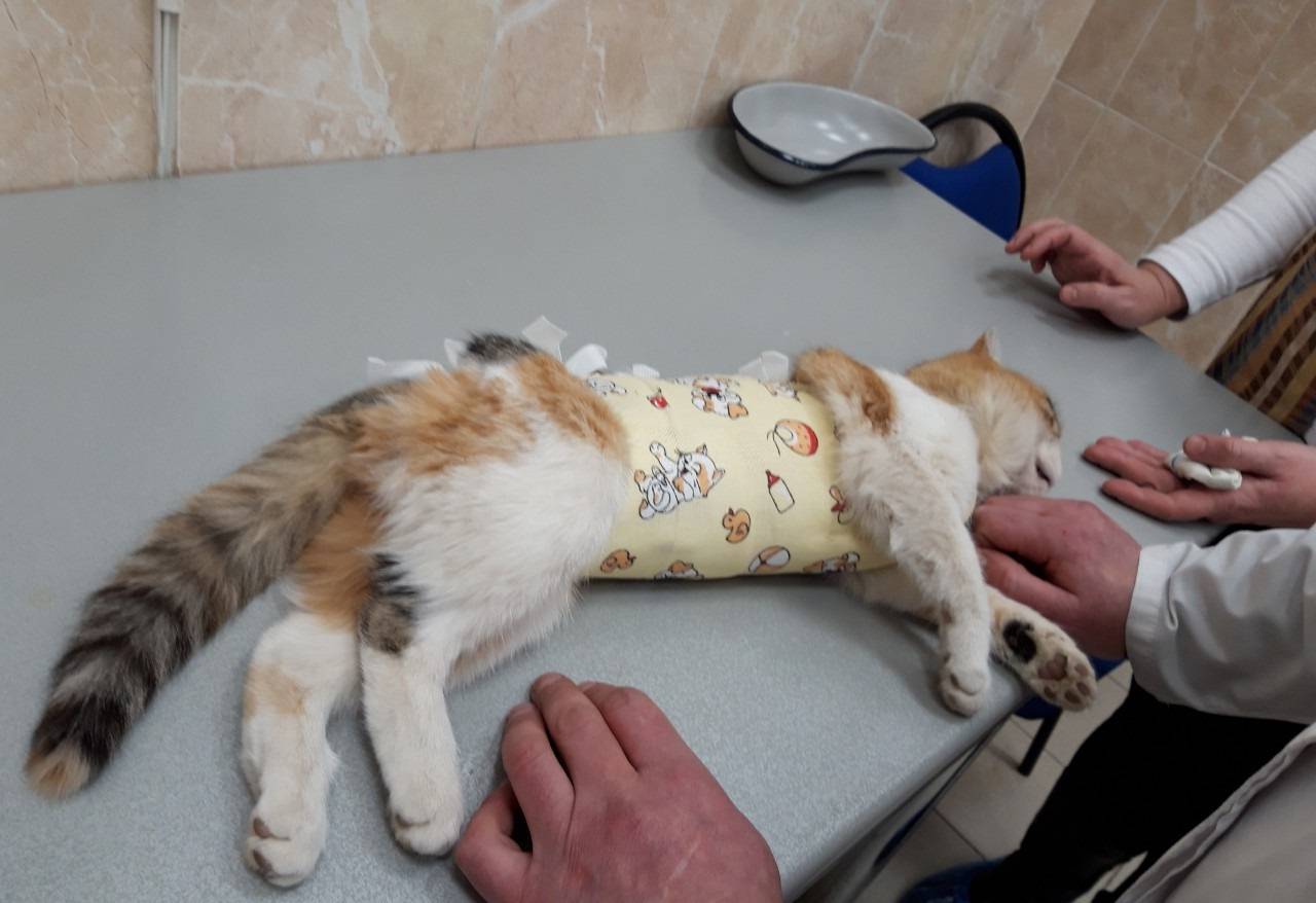 Как ухаживать за котом после кастрации? | блог на vetspravka.ru
