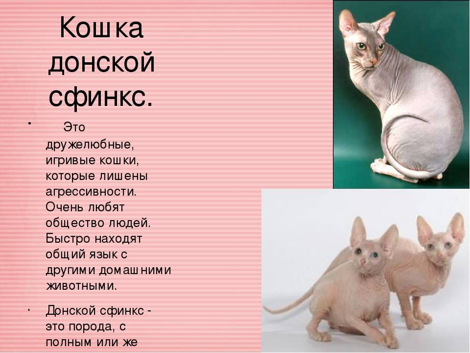 Кошка сфинкс: характер, описание, характеристика породы