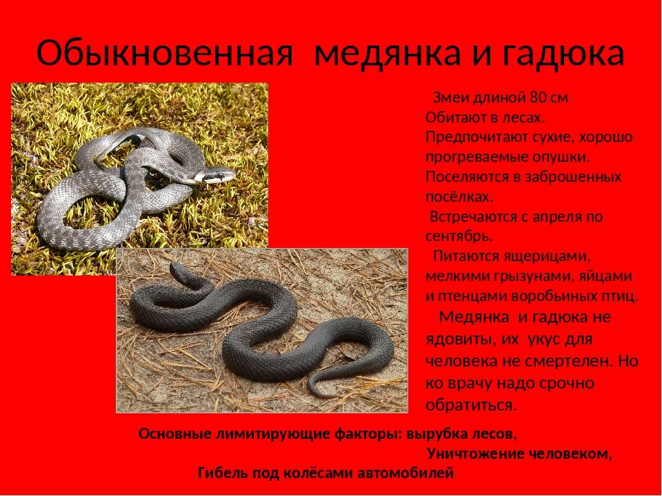 Ядовитые змеи россии | lemur59.ru