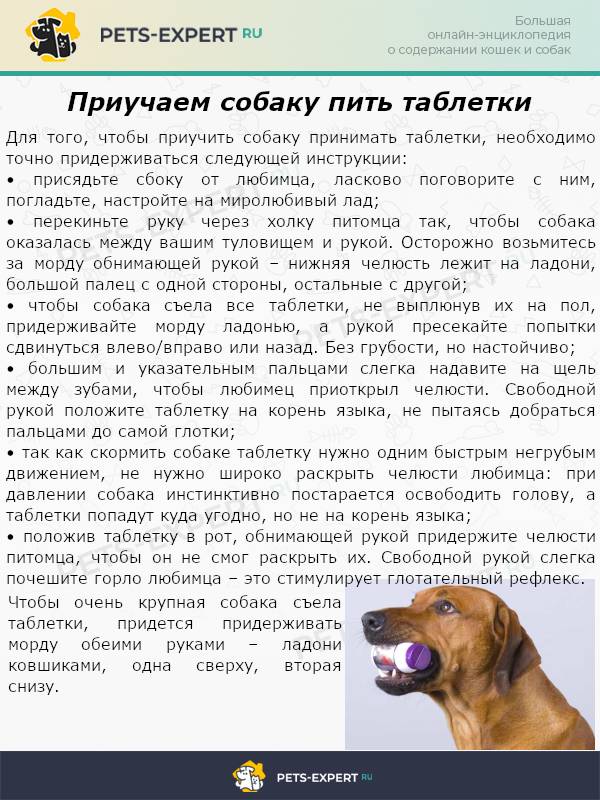 Понос у собаки: причины, виды, лечение