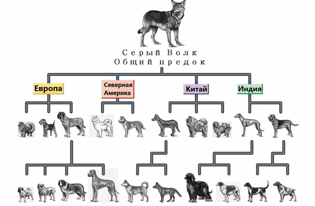 Какие классы собак и щенков существуют: их особенности и разновидности