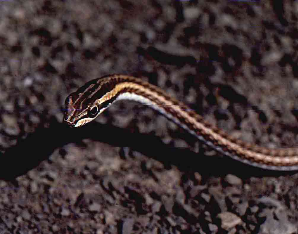 Змея стрелка. змея-стрела: описание вида и его особенности