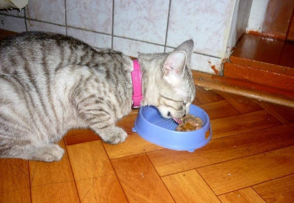 Рвота у кошки непереваренной пищей после еды: причины и лечение