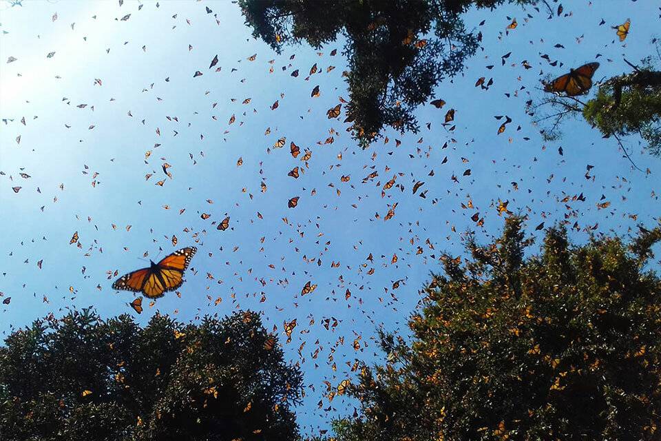 Бабочка монарх (особенности, миграция, отличия от вице короля)