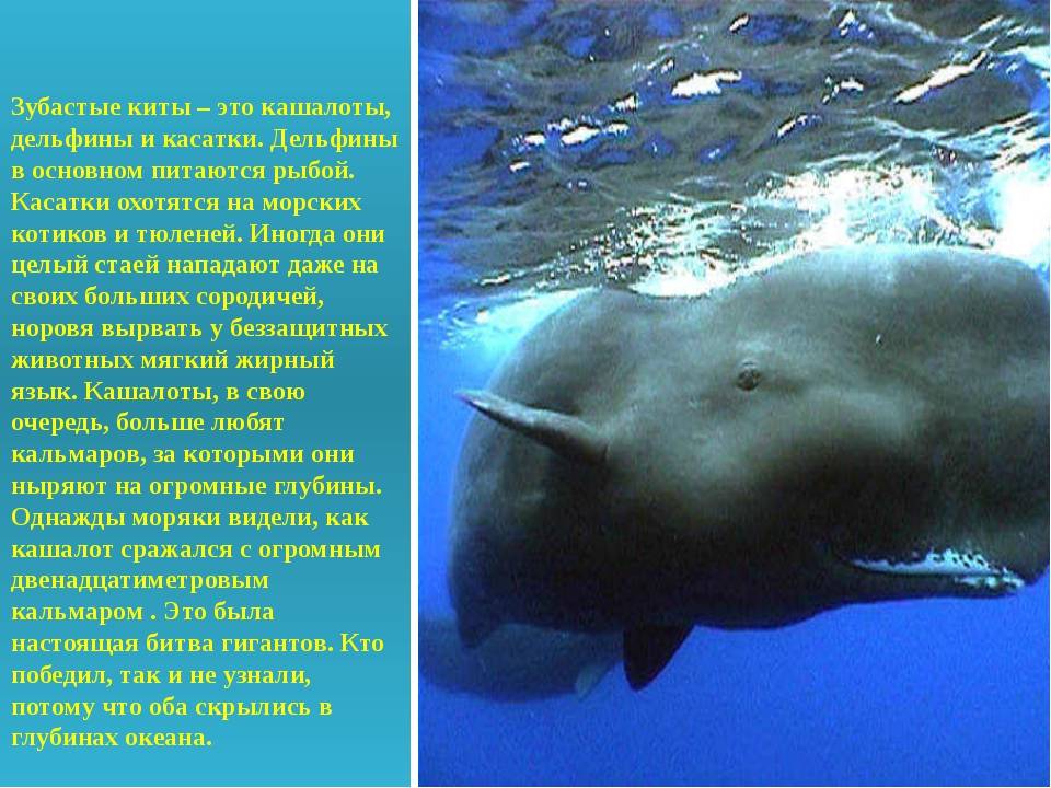 ᐉ кашалот: чем питается, где обитает и чем отличается этот вид китов от других - zoovet24.ru