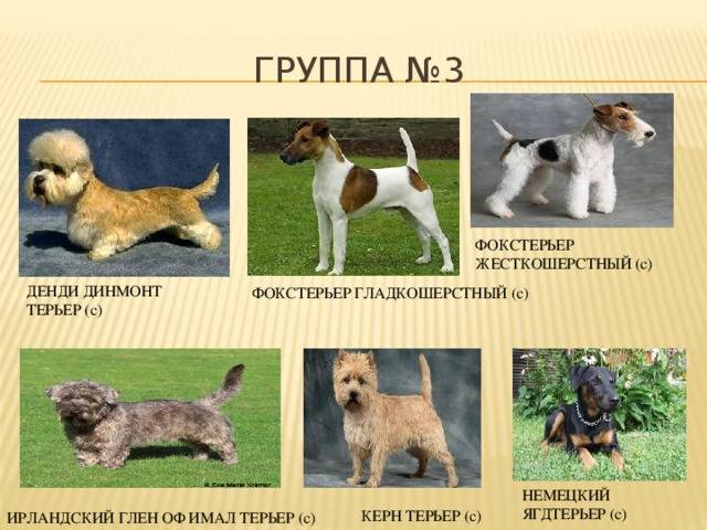 Собаки терьеры: фото и описание разновидностей породы терьер
