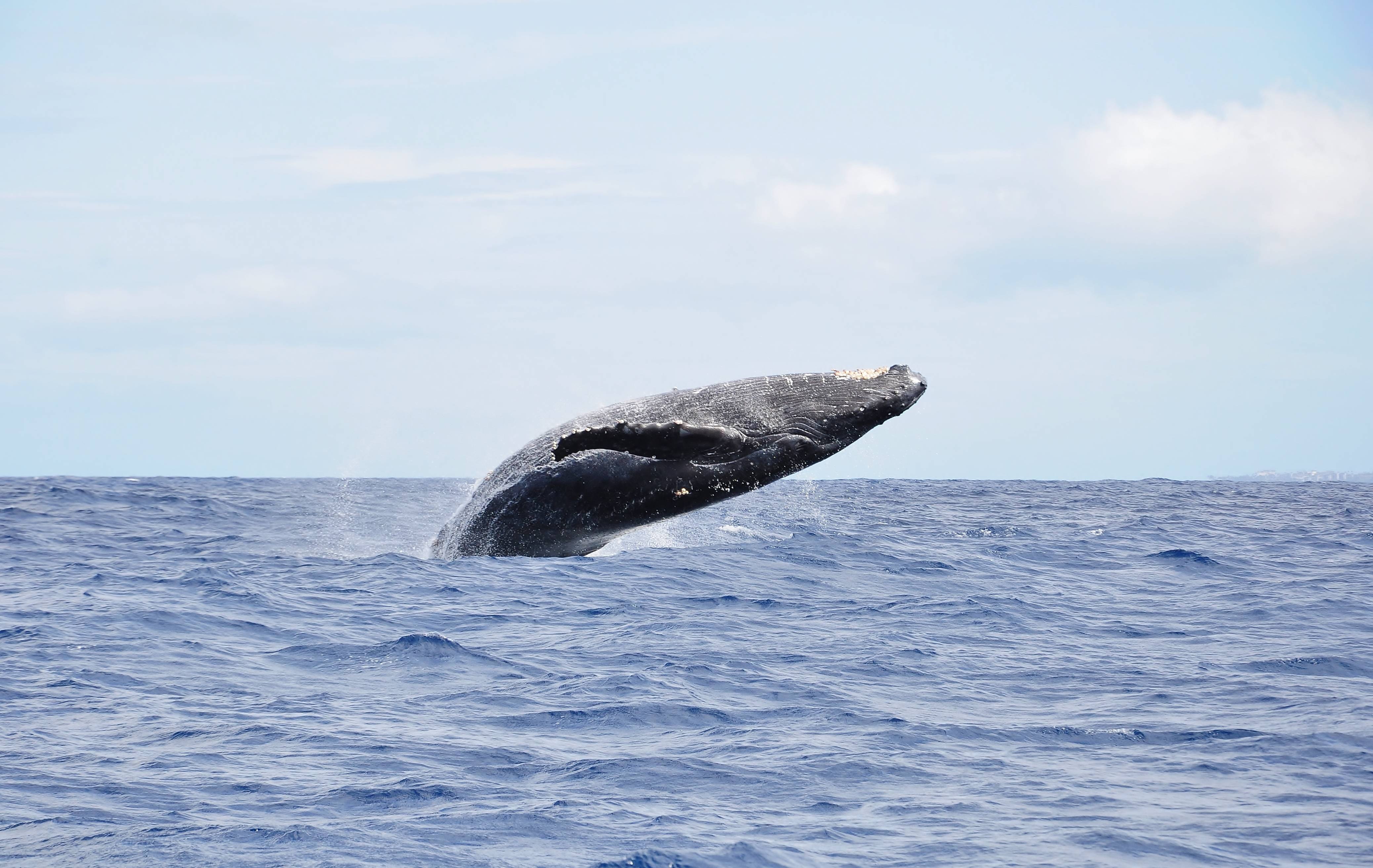Горбатый кит: фото, размеры, где обитает?