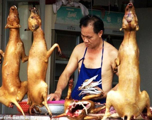 Едят ли собак в северной корее? — северная корея — новости, аналитика, культура и политика