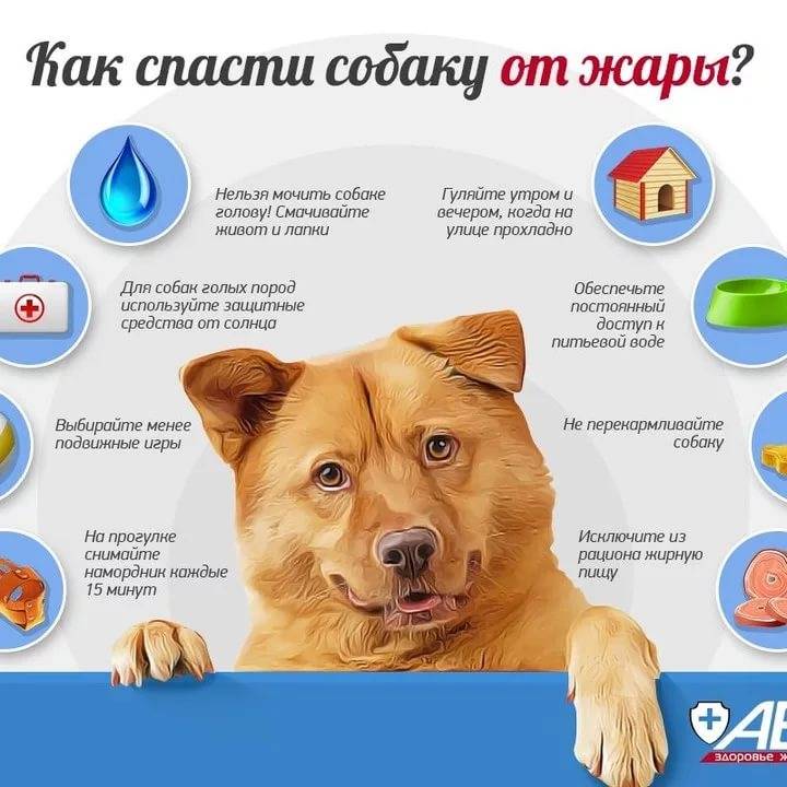 Как помочь собаке охладиться при перегреве организма