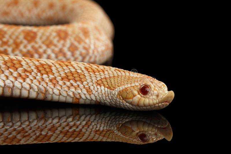 Западная хищная змея - western hognose snake - dev.abcdef.wiki