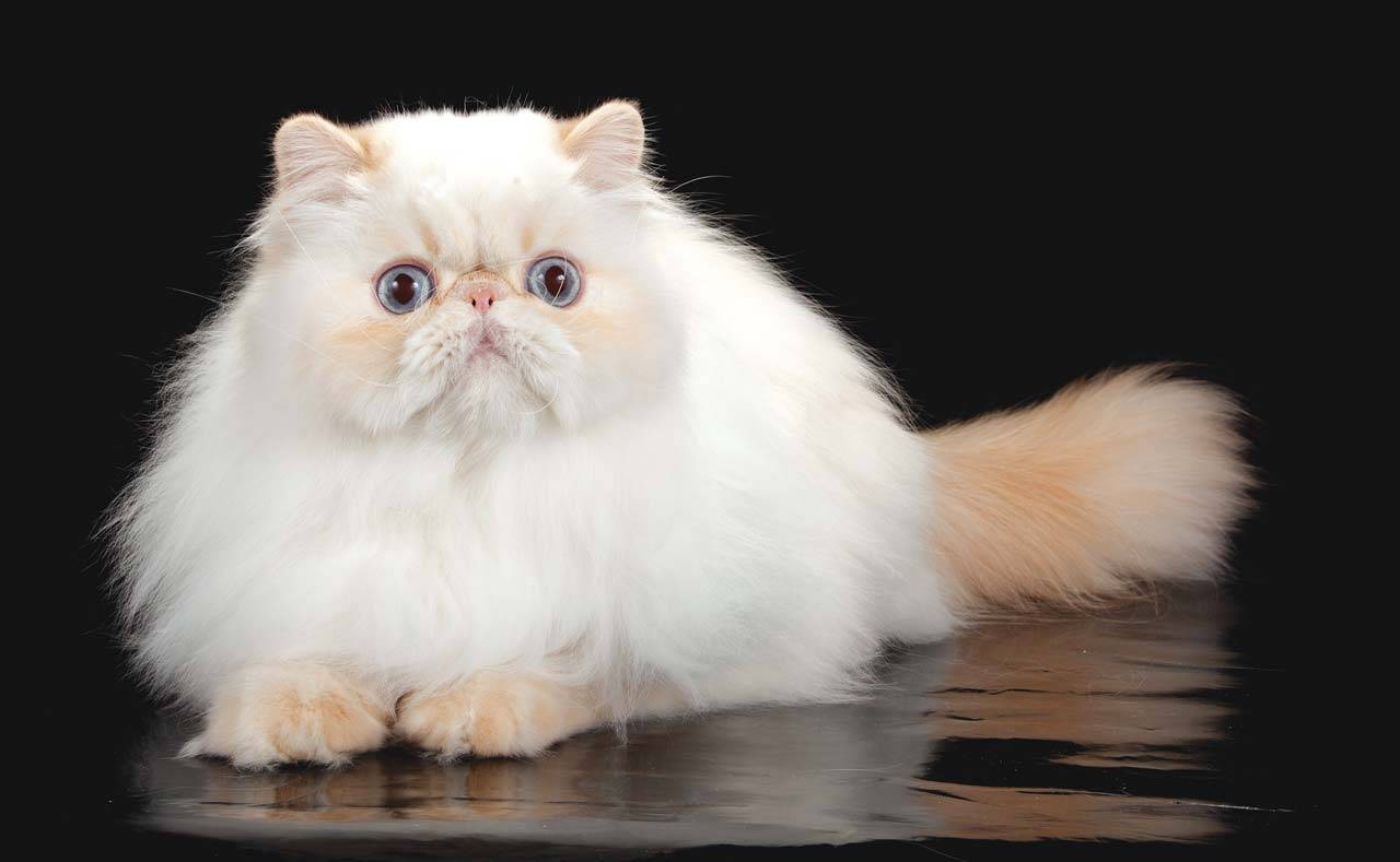 Самые умные породы кошек: фото с названиями пород, описание