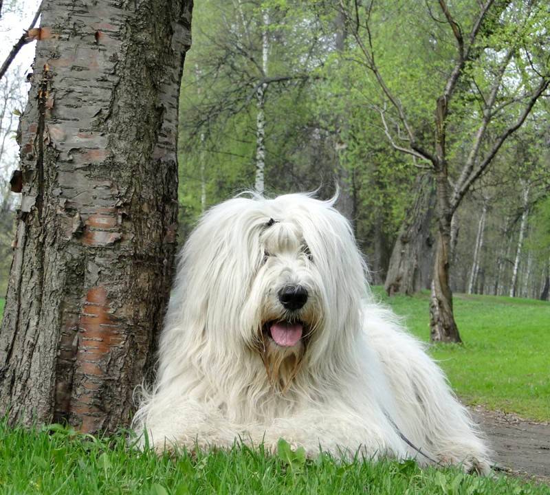 Южнорусская овчарка - описание и характер собаки, внешний вид, дрессировка и наследственные болезни