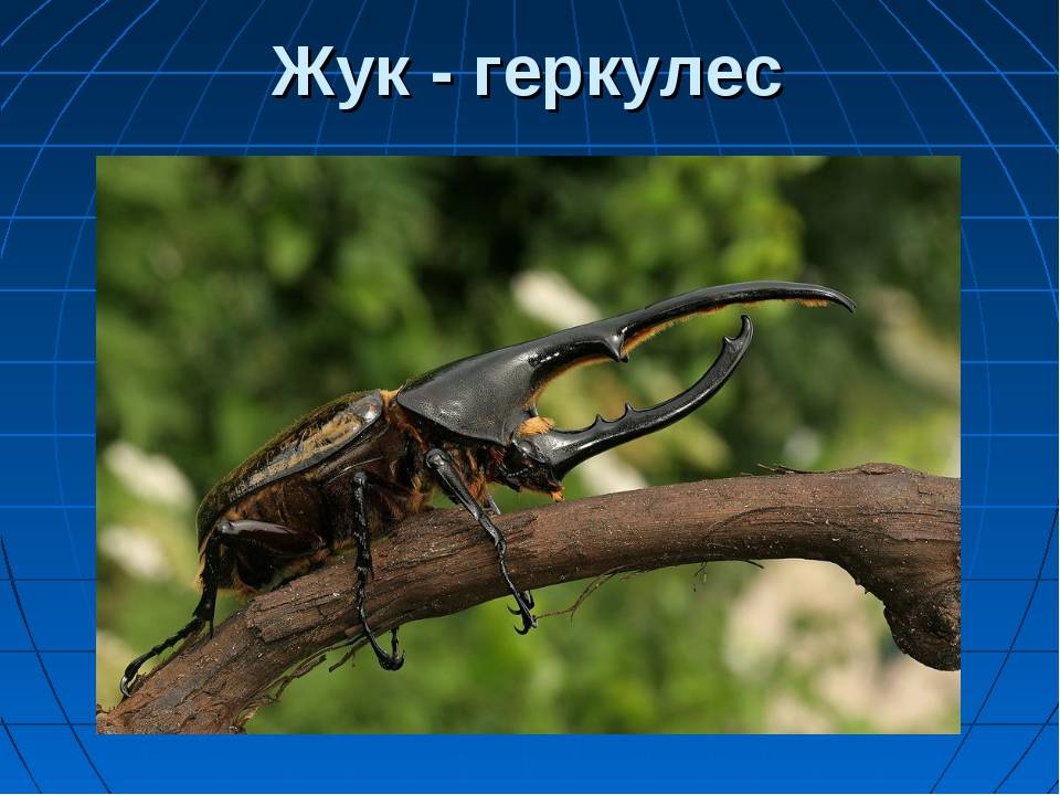 Особенности размножения и поведения жука геркулеса