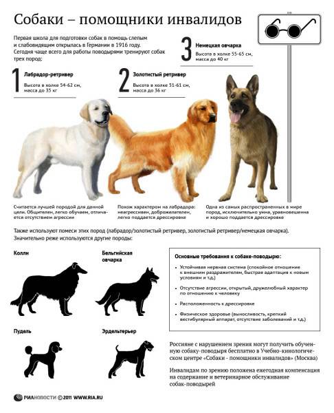 Собака для начинающих: топ-6 спокойных и дружелюбных пород