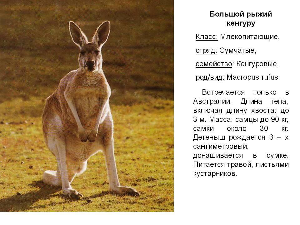 Интересные факты о кенгуру (с фото)