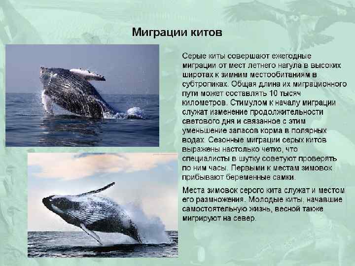 Гренландский кит - описание, характеристика, факты, фото и видео полярных китов — природа мира