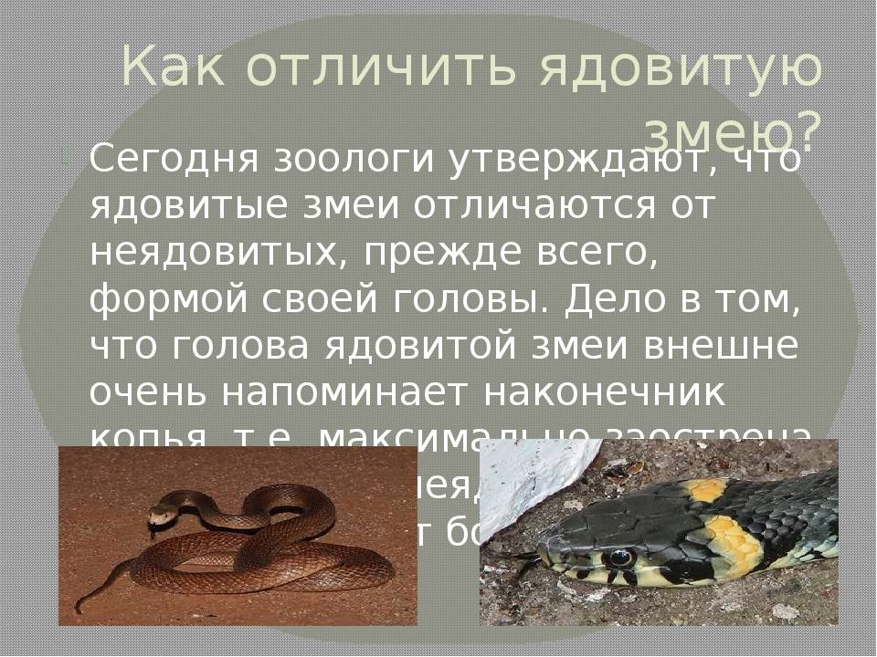 Ядовитые змеи: внешний вид. размеры, повадки, где обитают и чем отличаются