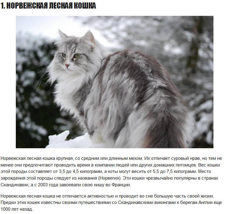 Норвежская лесная кошка: все особенности породы (+ фото и видео) | ваши питомцы