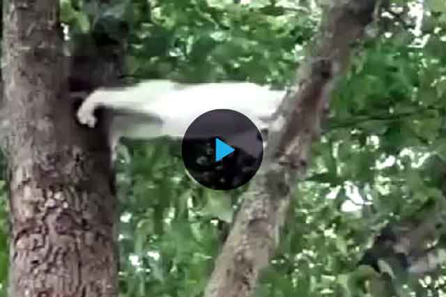 Как снять кошку с дерева? | ваши питомцы