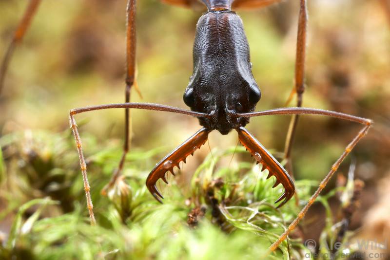 Odontomachus monticola (муравей-капканчик)