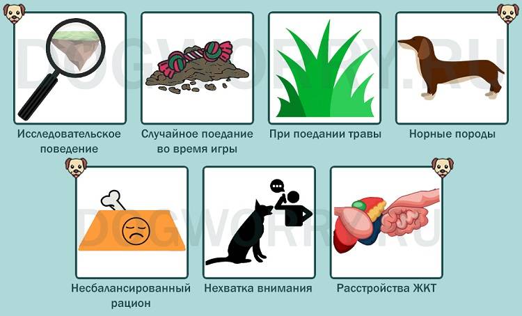 ᐉ собака ест землю и камни: почему, что делать, чего не хватает - kcc-zoo.ru