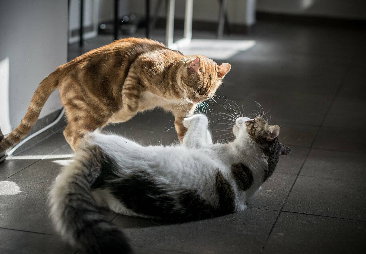 ᐉ как разнять дерущихся котов? - ➡ motildazoo.ru