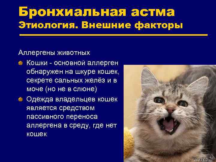 Гипоаллергенные кошки | породы не аллергенных котов с фото и названиями