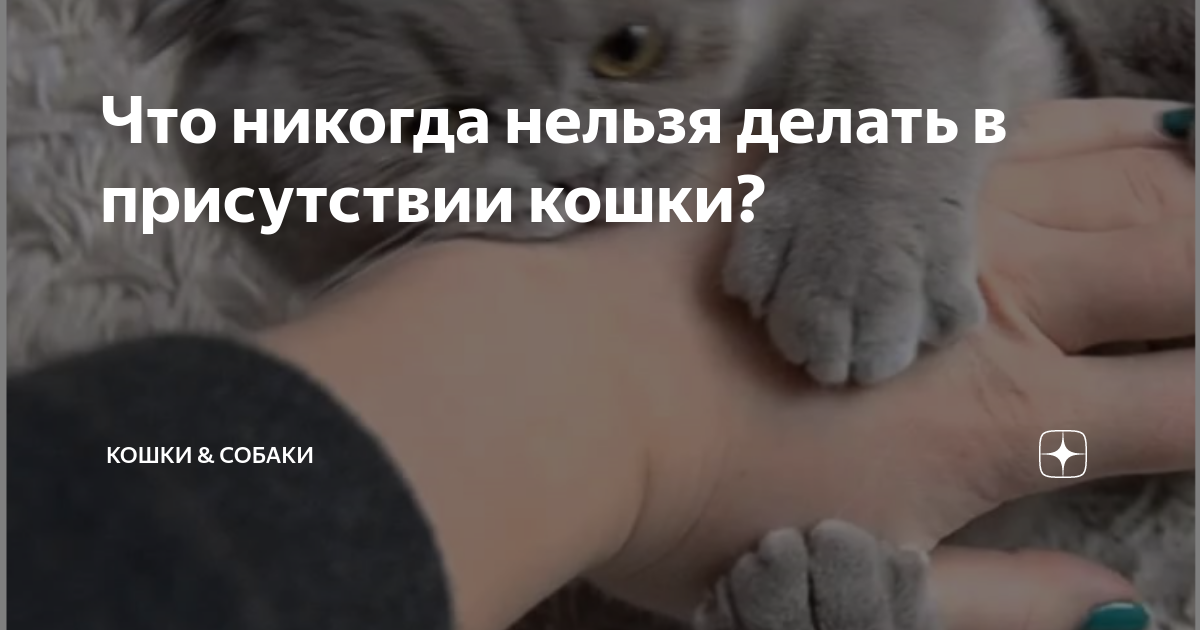 Чего нельзя делать при общении с кошкой: правила поведения