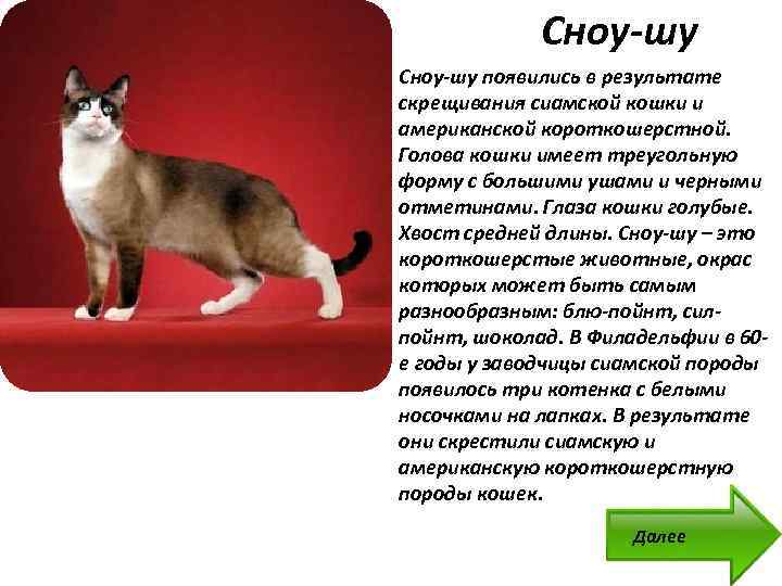 Сноу-шу кошка: описание, характер, фото, цена, содержание