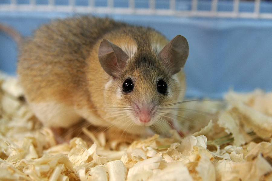 Иглистая мышь acomys cahirinus