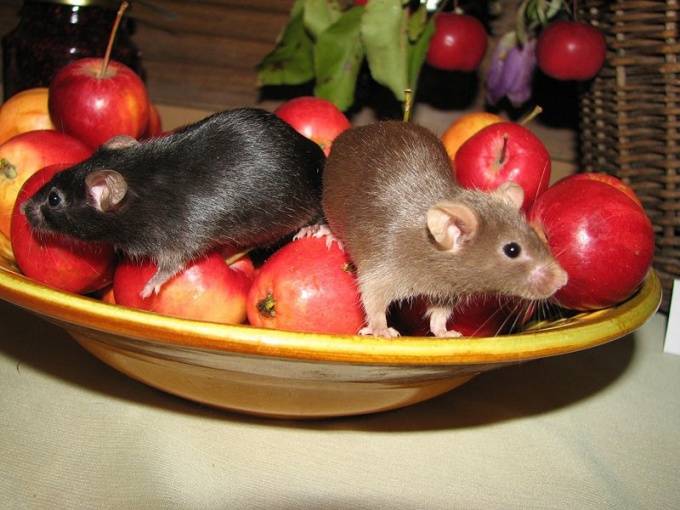 Чем кормить домашнюю крысу, что ест декоративная крыса