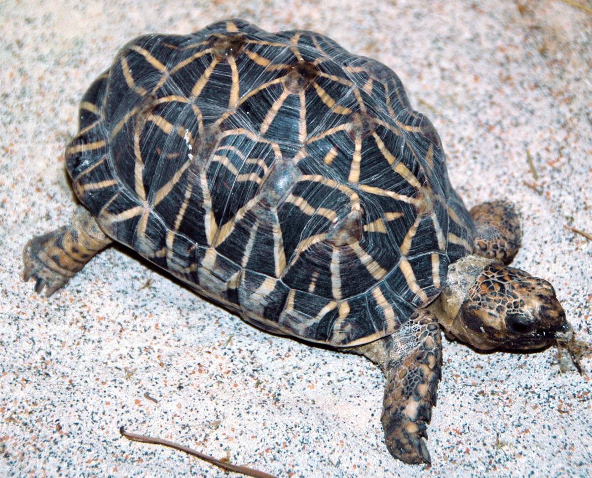 Индийская звездчатая черепаха (описание, места обитания, содержание)
