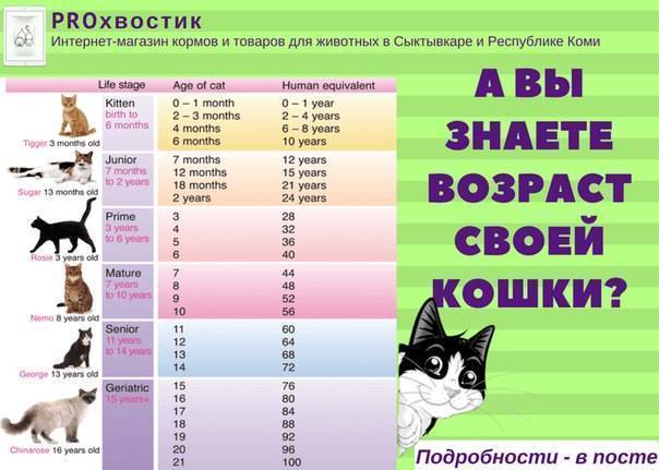 ᐉ сколько живут кошки? - ➡ motildazoo.ru