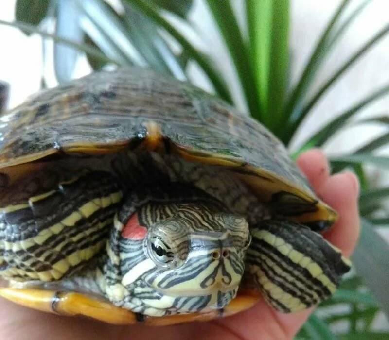 Перевозка черепахи — в помощь путешествующим владельцам
