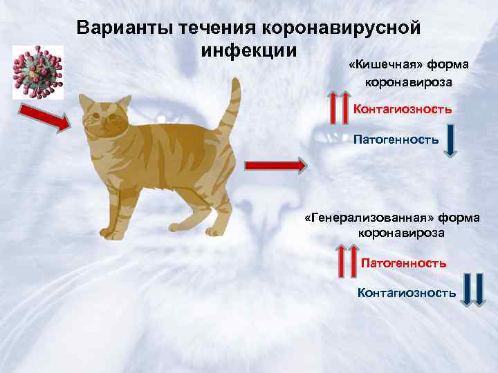 12 симптомов вирусного перитонита у кошек - как лечить