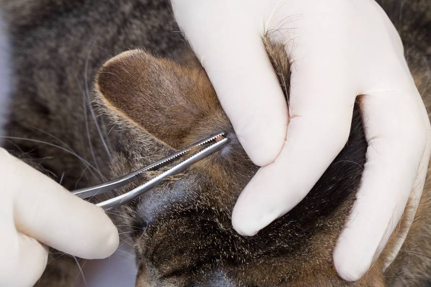 Ушной клещ у кошек: лечение в домашних условиях