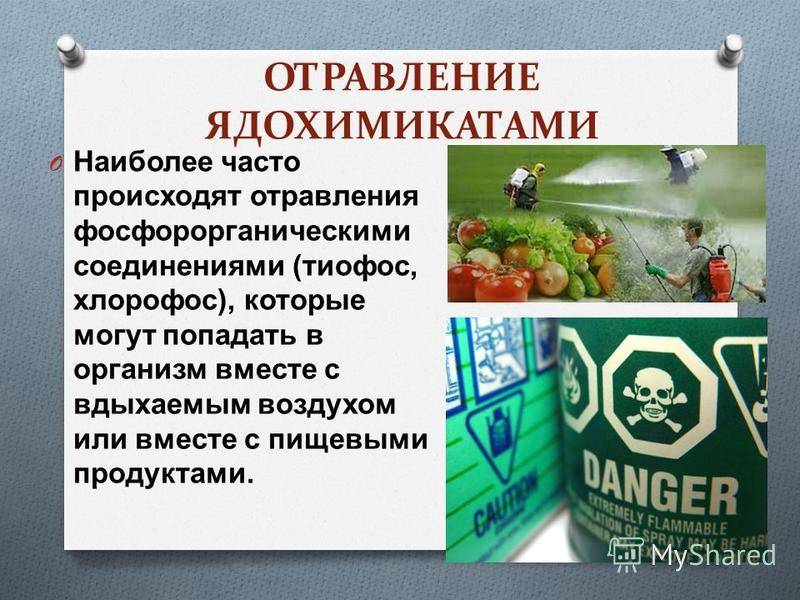 Что делать, если собака отравилась
что делать, если собака отравилась