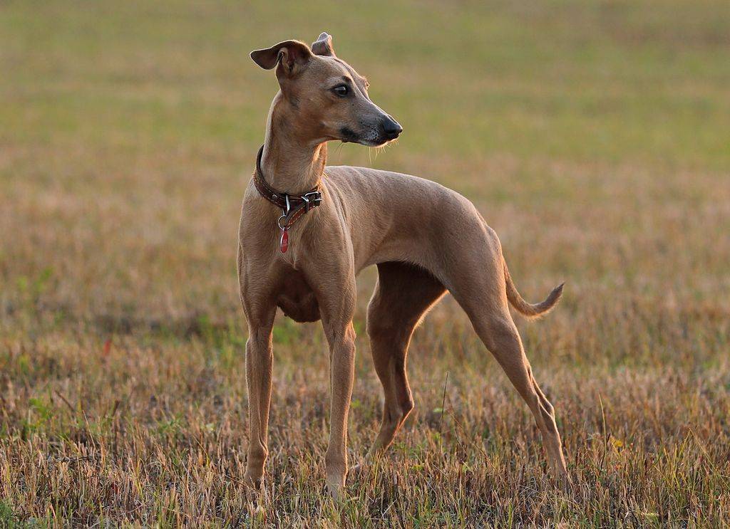 Левретка: фото и описание породы собак
левретка: фото и описание породы собак